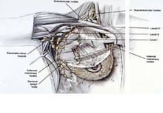 Bleibt das operative Staging der axillären Lymphknoten für die individualisierte Therapieplanung des Mammakarzinoms unverzichtbar?