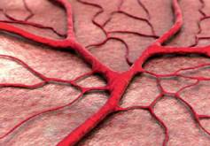 Angiogenese &amp; Präeklampsie Screening