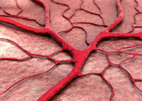 Angiogenese & Präeklampsie Screening