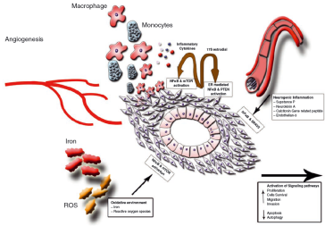 Abb. 2. Endometrioseherde wachsen in einer einzigartigen Mikroumgebung, welche verschiedene intra- und extrazelluläre Reaktionen auslöst. Diese aktivieren sowohl die Transkription als auch die Translation von Genen und Proteinen um eine erhöhte Zellproliferation, -migration, Invasion und Angiogenese sowie eine verminderte Apoptose zu ermöglichen (McKinnon B. et al. 2016)
