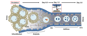  Abb 1. Modell des intratubaren Transports 