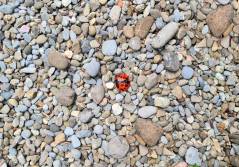 Personalisierte Medizin: Gynäkologische Malignome