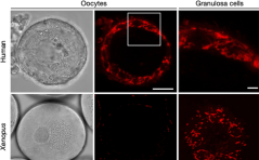 Für Sie kommentiert