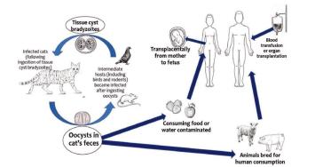 Abb. 3. Lebenszyklus von Toxoplasma gondii (nach [6]).