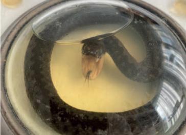 Abb. 5. Kleine Kreuzotter, seit ca. 1895 in Formalin fixiert