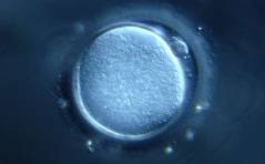 Krebs und Kinderwunsch II: Aspekte der Fertiprotektion