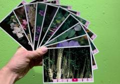 Phytotherapie: Mythen oder Wahrheit?