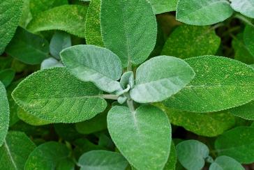 Abb. 4. Salbei (Salvia officinalis); mdc/krautverlag.ch