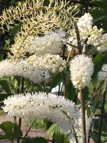 Abb. 6. Traubensilberkerze (Cimicifuga racemosa); mdc/ krautverlag.ch