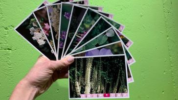 Abb. 7. Phytotherapeutische Lernkarten – Lernkarten Pflanzenheilkunde, Kraut Verlag GmbH, Schaffhausen.