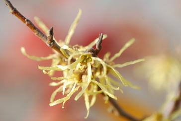 Abb. 8. Virginische Zaubernuss (Hamamelis virginiana); mdc/krautverlag.ch