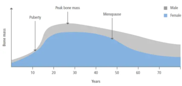Abb. 1. Knochenmasse nach Alter bei Frauen und Männern (Quelle: https://www.osteoporosis.foundation/patients/prevention)