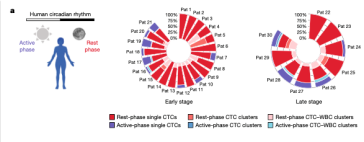 Abb. 1. CTC im circadianen Verlauf bei Frauen