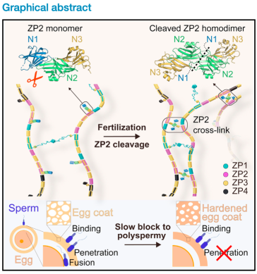Abb. 1. Grafisches Abstrakt