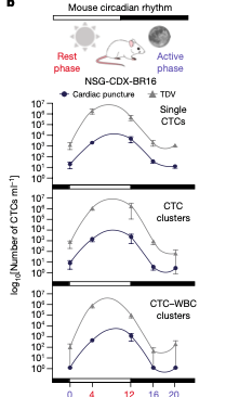 Abb. 2. CTC im circadianen Verlauf bei Mäusen