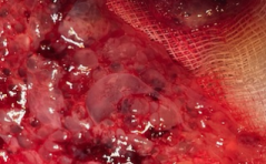 Sonoquiz Auflösung 01/24