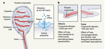 Abb 2. Krausekörperchen (aus Nature, News and Views)