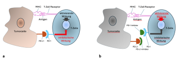 Abb. 1. a) Tumorzellen entziehen sich der Immunantwort durch die inhibitorische PD-L1/PD-1-Achse auf T-Zellen. b) PD-L1- oder  PD-1-Inhibitoren heben die Hemmung der Immuncheckpoints auf, sodass T-Zellen eine tumor-antigen-vermittelte Immunantwort auslösen können (modifiziert nach [1]). 