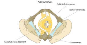 Abb. 1. Anatomische Situation eines hohen Schultergradstandes.