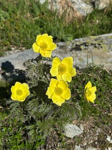 Schwefelanemone (Pulsatilla alpina)