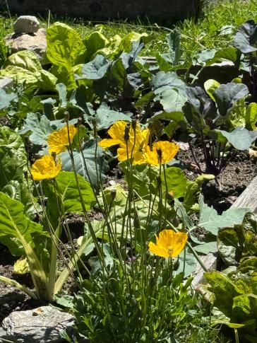 Alpenmohn (Papaver nudicaule)