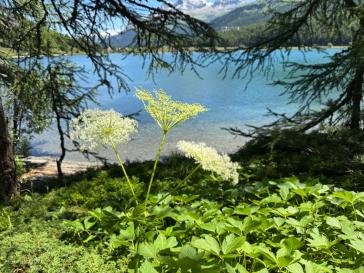 Meisterwurz (Imperatoria ostrutium)