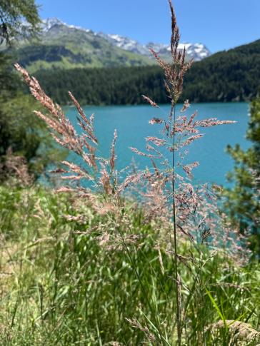 Land-Reitgras(Calamigrostis epigejos)