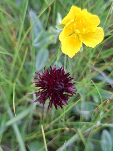 Potentilla aurea und Männertreu (Gymnadenia nigra)