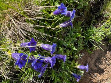 Stengelloser Enzian (Gentiana clusii)