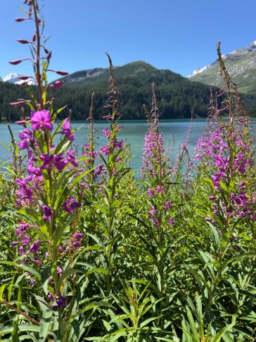 Weidenröschen (Epilobium angustifolium)