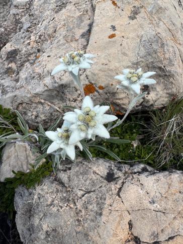Edelweiss (Leontopodium nivale)