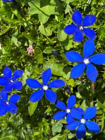 Frühlings-Enzian (Gentiana verna)