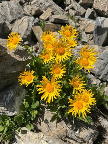 Grossblütige Gemswurz (Doronicum grandiflorum)