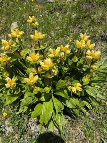 Tüpfelenzian (Gentiana punctata)