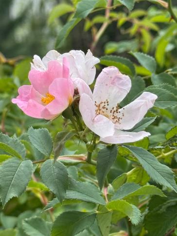 Hundsrose (Rosa canina)